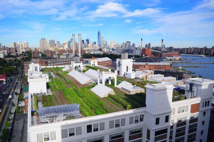 Brooklyn Grange, one of the world's largest rooftop farms atop the Brooklyn Navy Yard