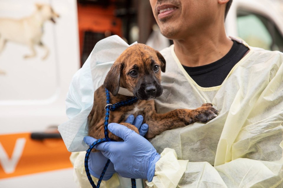 ASPCA to Open Low-Cost Vet Center in East NY - BKReader