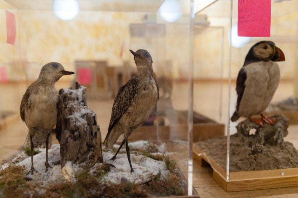 Reading Zoo is a new story book-based exhibit draws inspiration from the Brooklyn Children's Museum's collection of animal taxidermy.