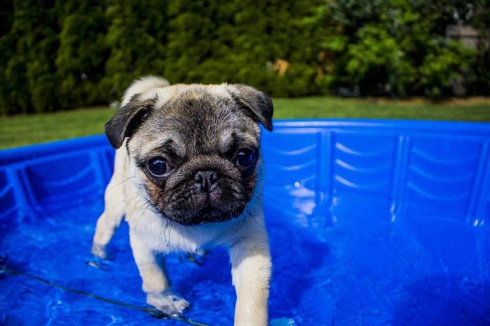 Doggy Pool Party, BK Reader