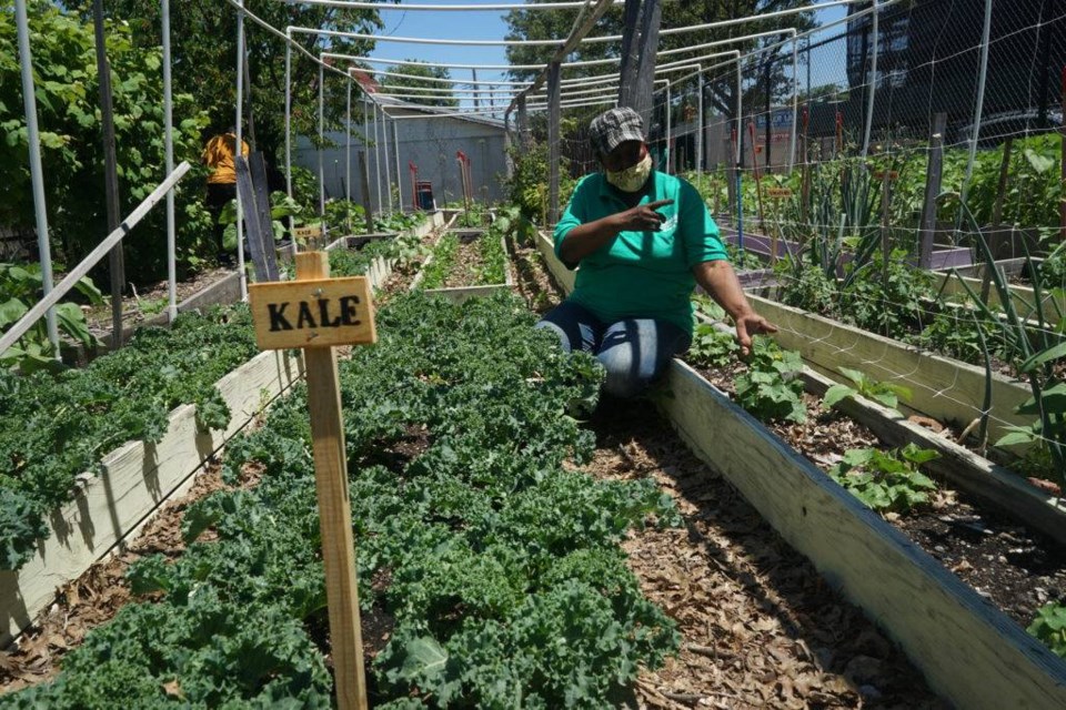 Brenda Dushane tends to the leafy greens in Green Valley Farm. Photo by Russell Frederick.