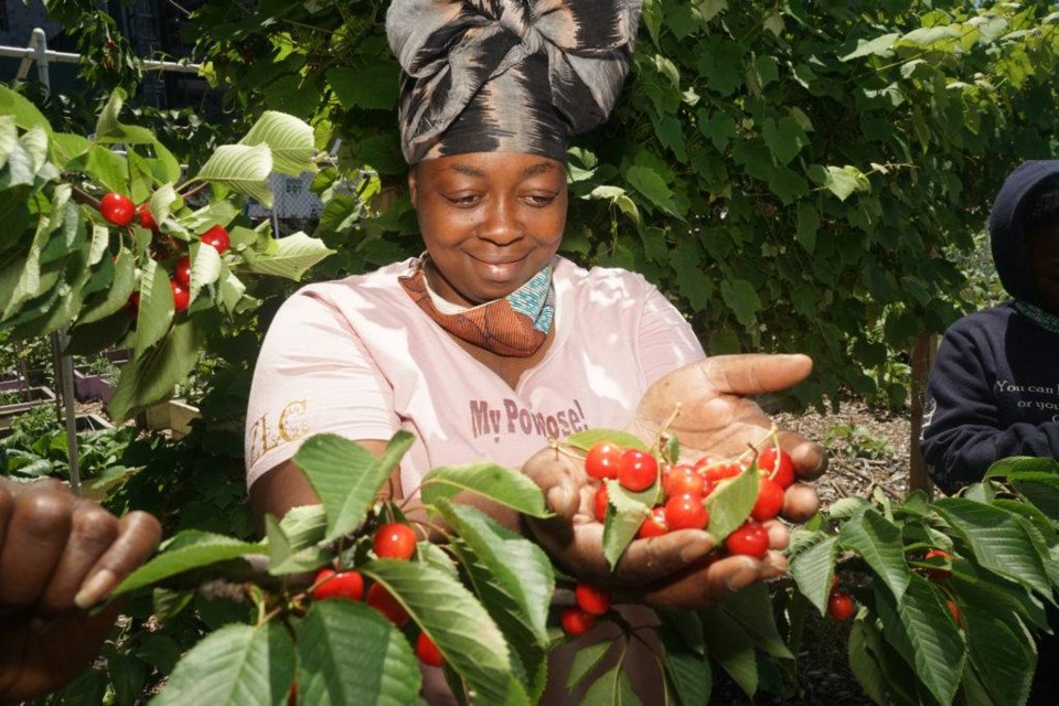 Princess Conneitt picks fresh cherries from the tree at the Brownsville farm. Photo by Russell Frederick.