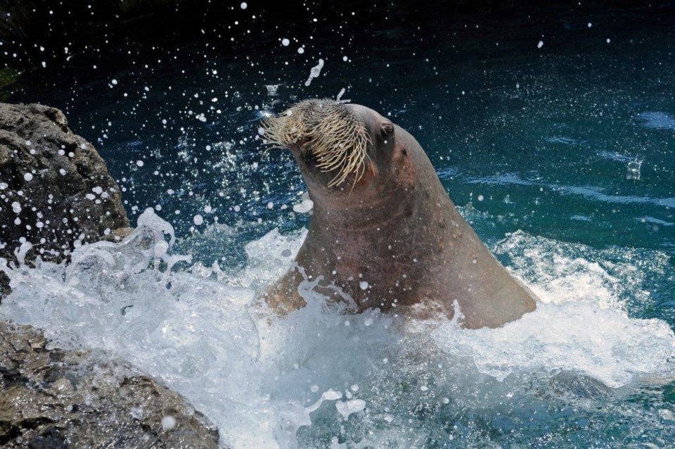 seal, aquarium