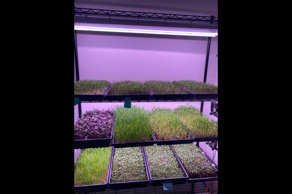 Microgreens under LED lights Photo: Benjamin Kabin