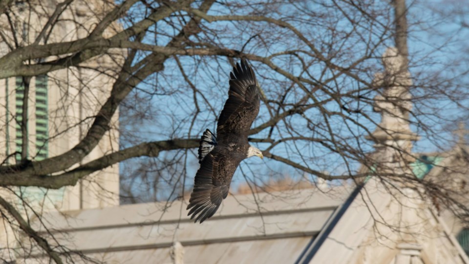 Green-Wood_bald_eagle_12.28.2020-20