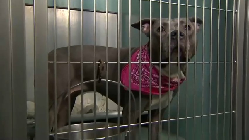 NYC Animal Shelter Forced to Temporarily Close Due to COVID Hopes to Find Foster Homes