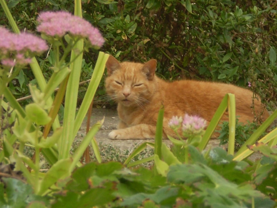 cat, garden