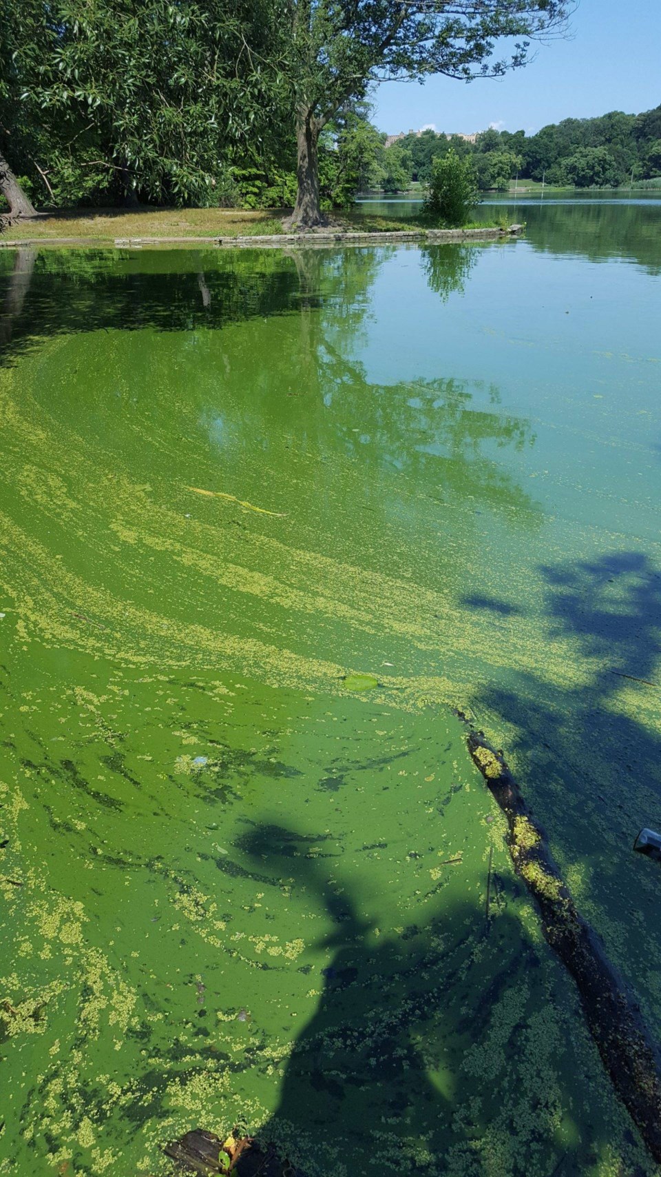 blue green algae in Prospect Park Lake_courtesy Prospect Park Alliance