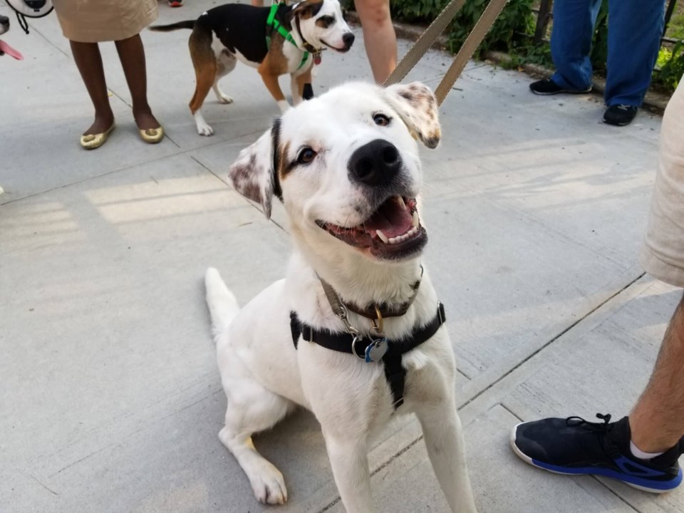 Fort Greeners and their pups rally to save local dog run