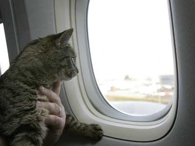 CAT ON PLANE