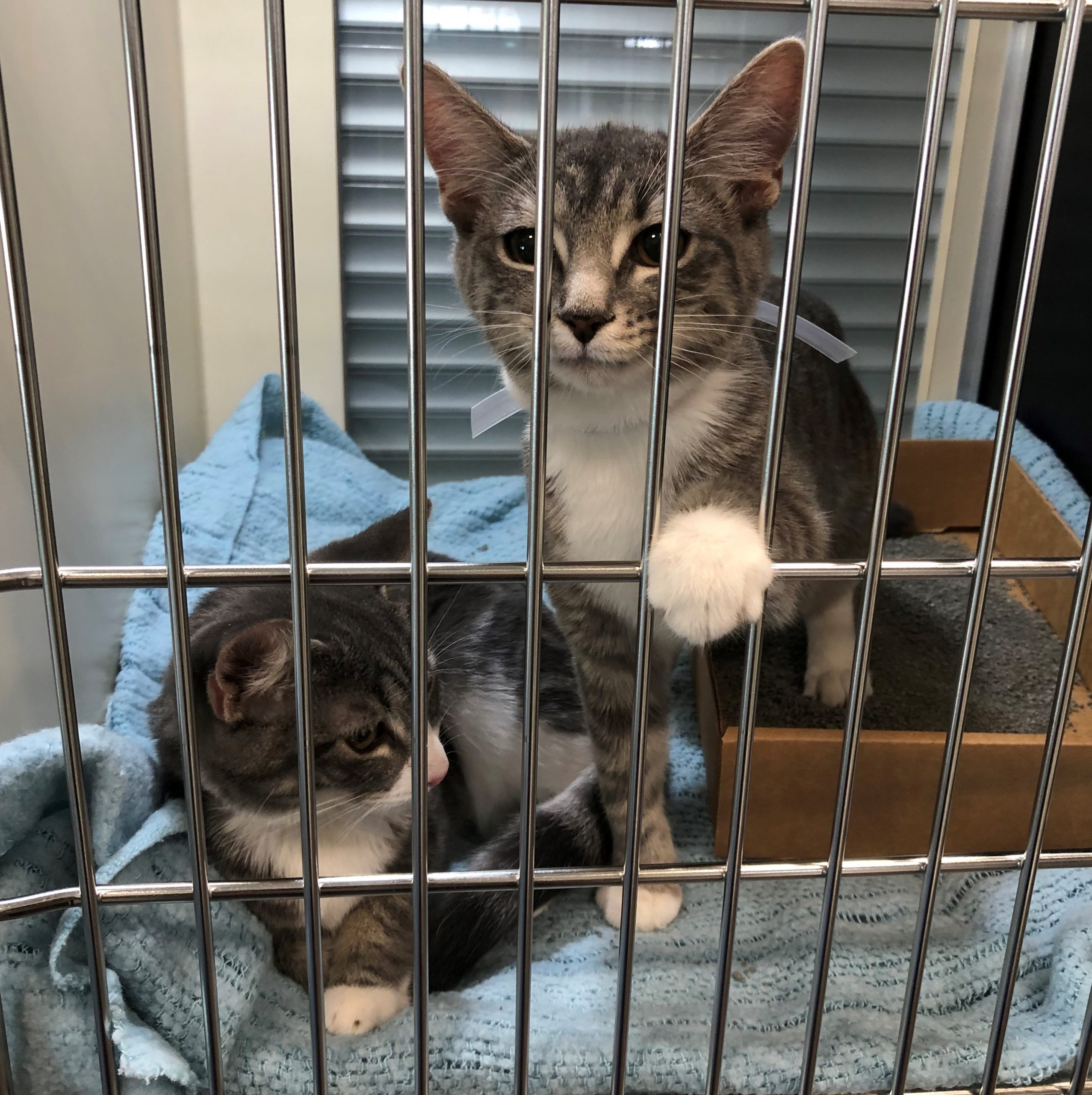 Pawfect Pairings: BK Animal Care Center Matches Prospective Owners with Pets For Adoption - BKReader Pawfect Pairings: BK Animal Care Center Matches Prospective Owners with Pets For Adoption - BKReader