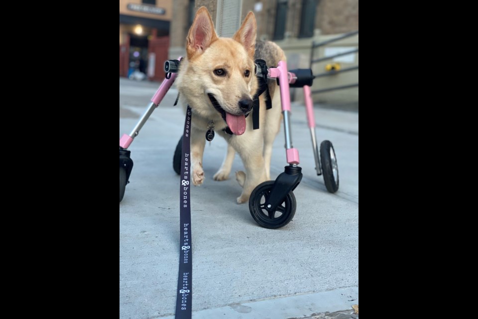 Thumbelina in her wheelchair. Photo: Supplied.