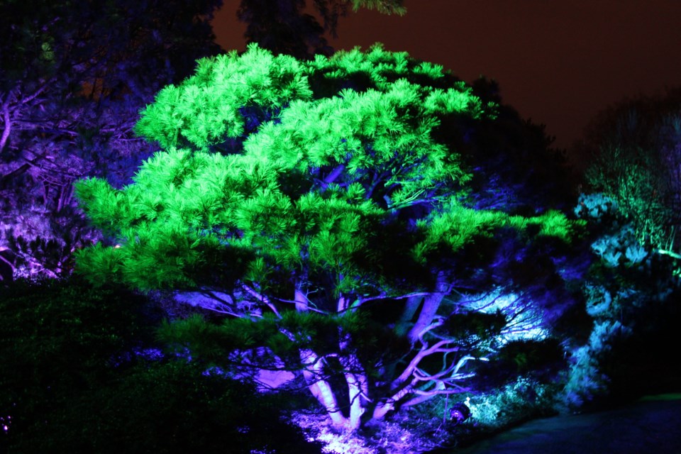 Lightscape at Brooklyn Botanic Garden. Photo: Anna Bradley-Smith for BK Reader.