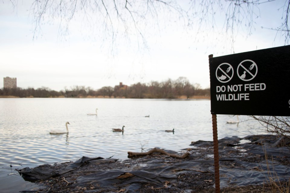 waterfowl-prospect-park