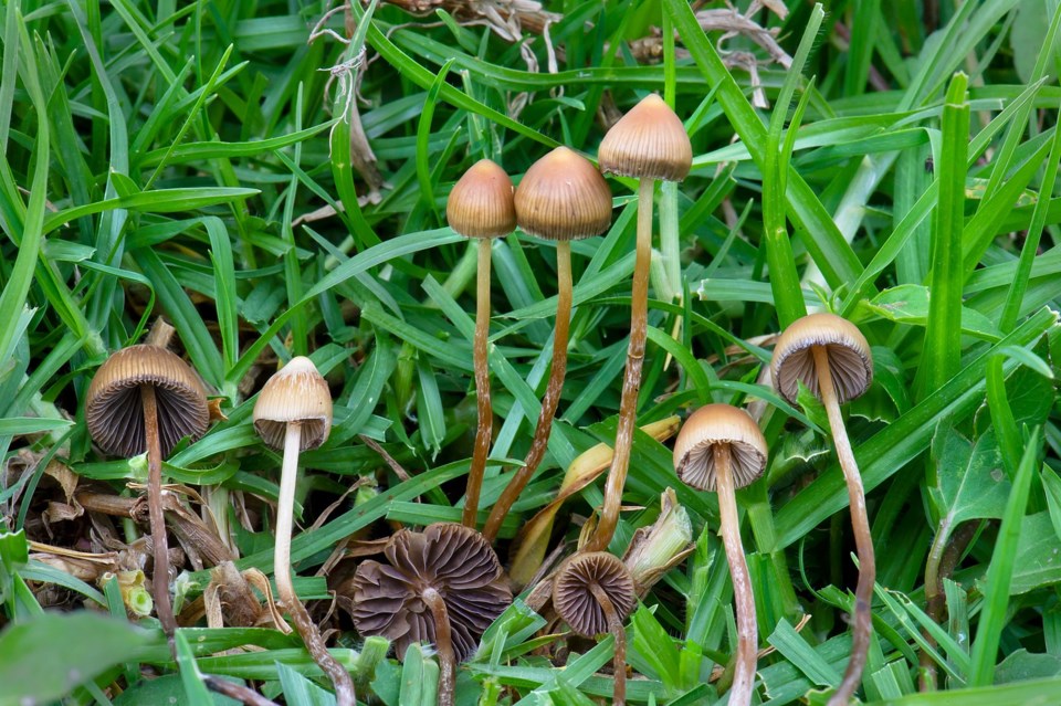 1599px-Psilocybe_mexicana_Veracruz