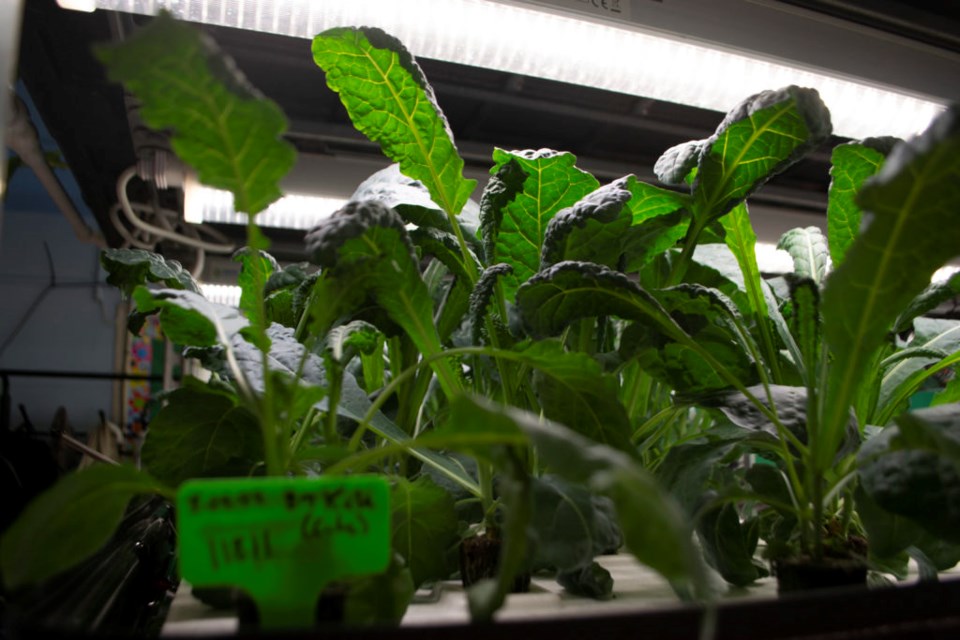 Leafy plants at Brownsville Collaborative Middle School's hydroponic farm.