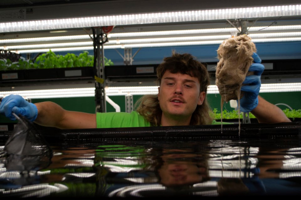 Connor Gorsira can be seen clearing roots out of a large tank of water at a hydroponic farm