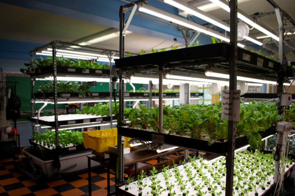 Plants can be seen at an indoor hydroponic farm.
