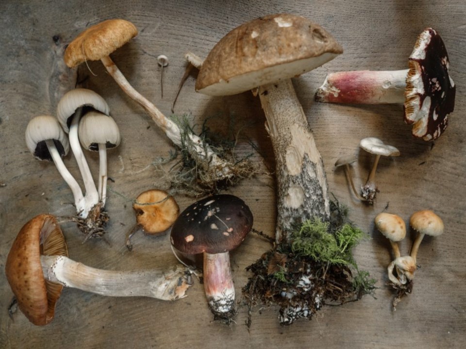 an arrangement of fungi sit atop a table