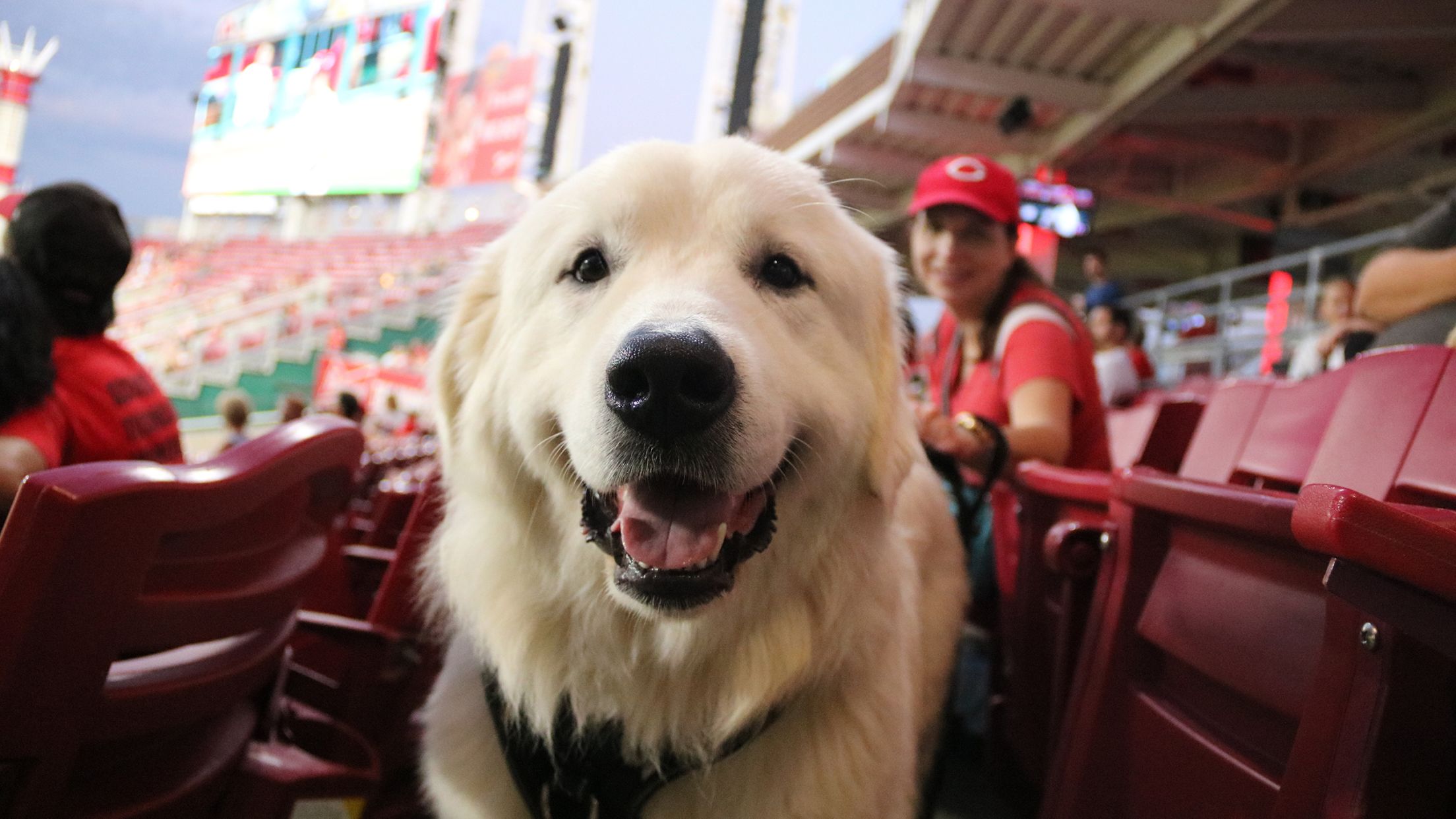 MLB 2023 Dog Friendly Baseball Games