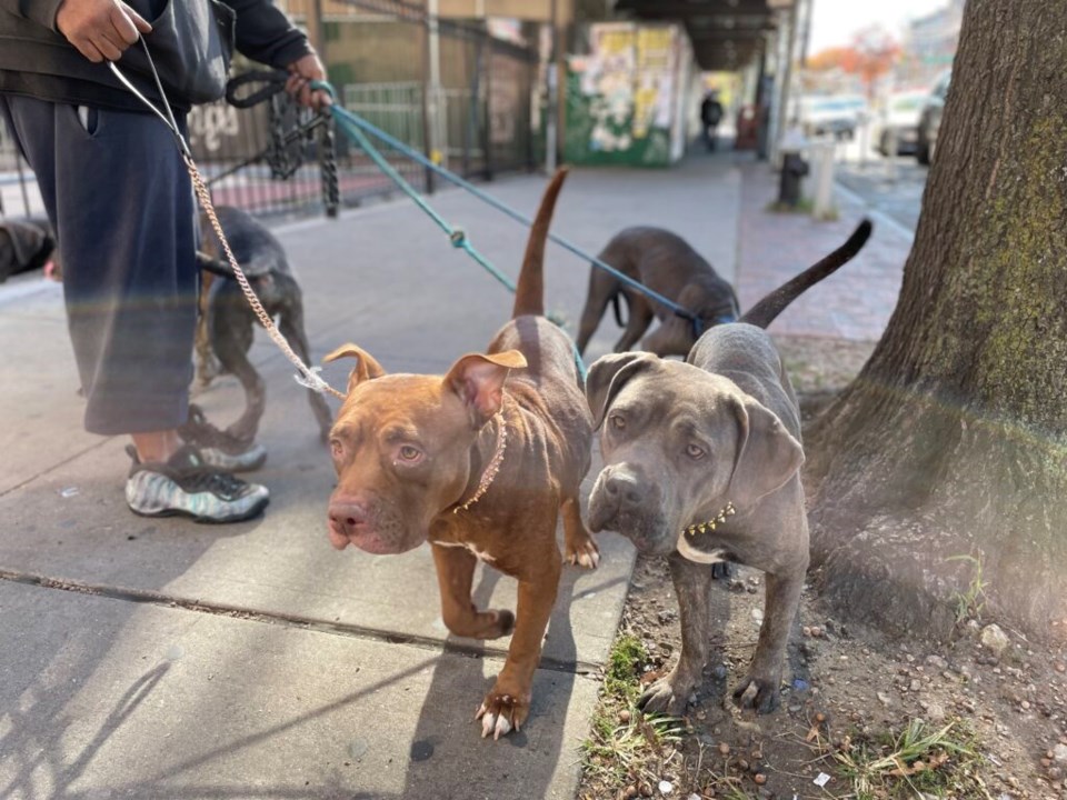 Victor Roach's puppies. Photo: Jessy Edwards for the BK Reader.
