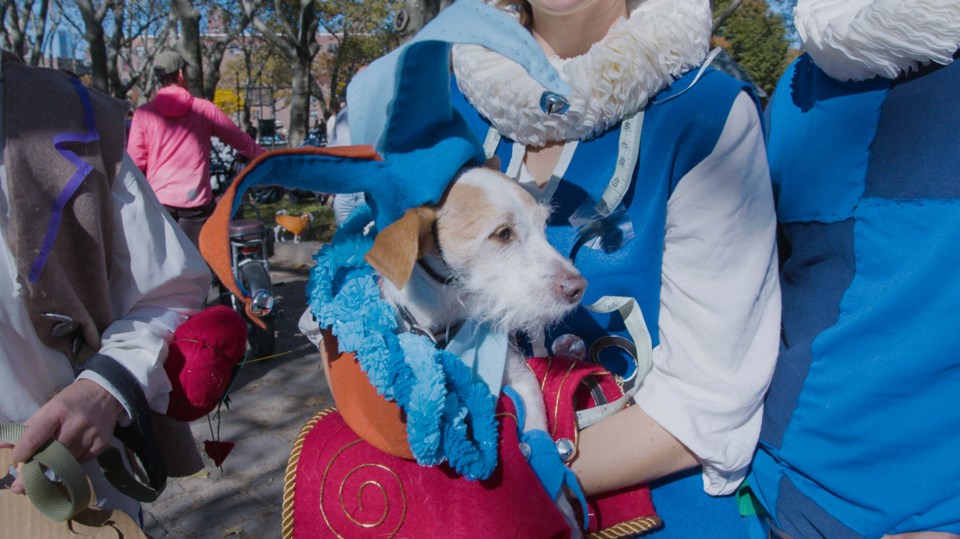 This dog, Stanley, had a jester costume to match his human family. Photo: Katey St John for the BK Reader.