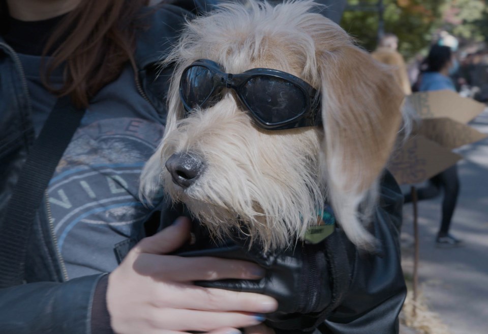 Fitted with a leather jacket and some slick shades, this hardcore pup came dressed as a biker girl. Photo: Katey St John for the BK Reader.