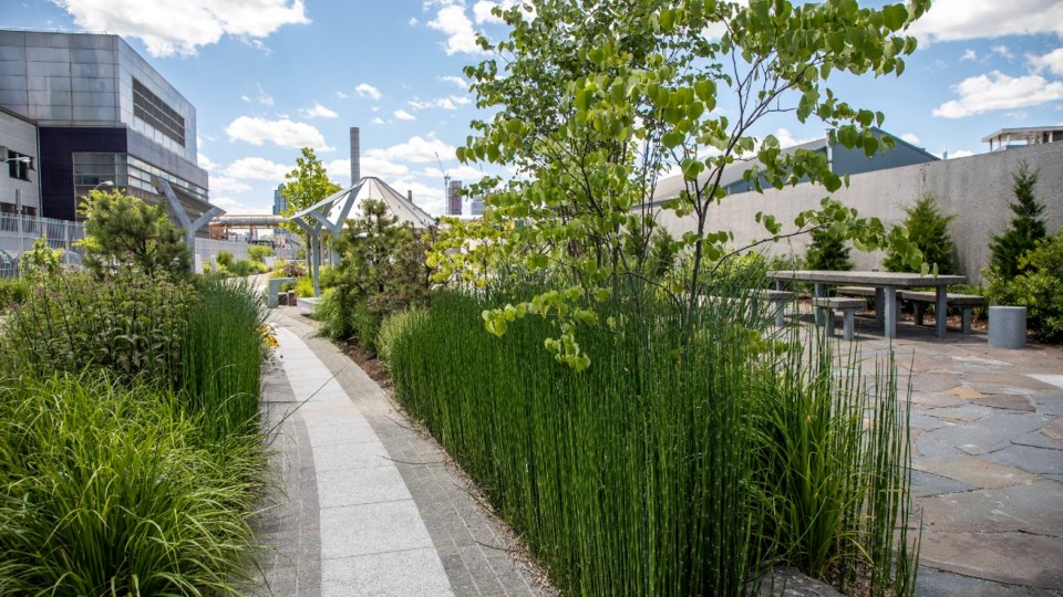 Newtown Creek Nature Walk