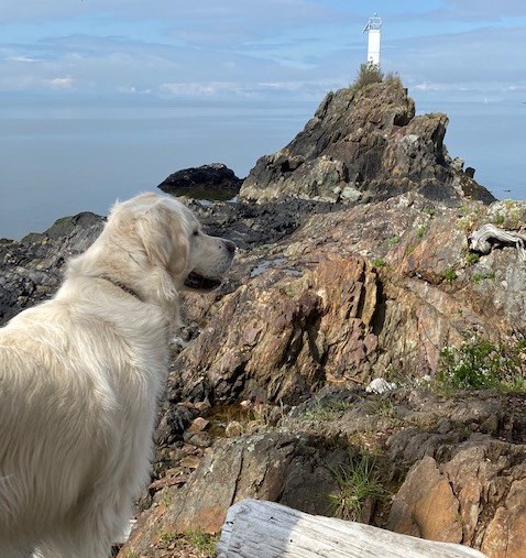 A dog at the Cape