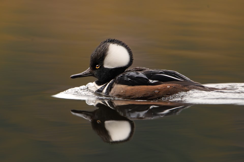 Hooded Merganser