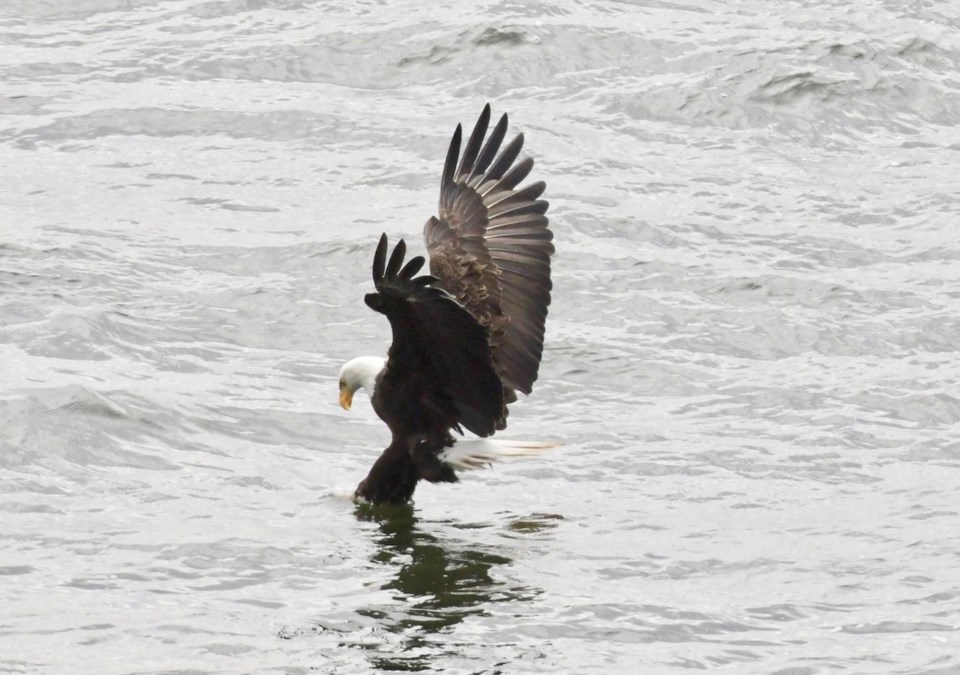 An eagle attempts to grab an otter from the sea