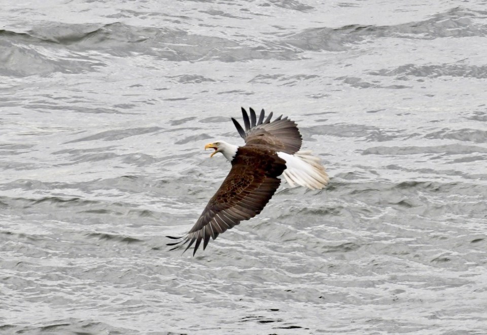 An eagle flies off after attempting to catch an otter