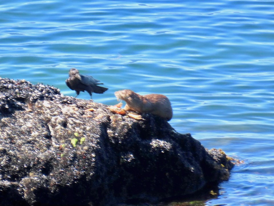 An otter staves off a crow from its crab snack