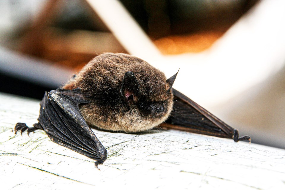 There are four species of bats that are commonly found in buildings in B.C. 