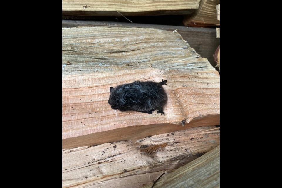 Sleeping bat - reporting sleeping bats helps researchers learn what is "normal", such as this Silver-Haired Bat hibernating in a woodpile. 