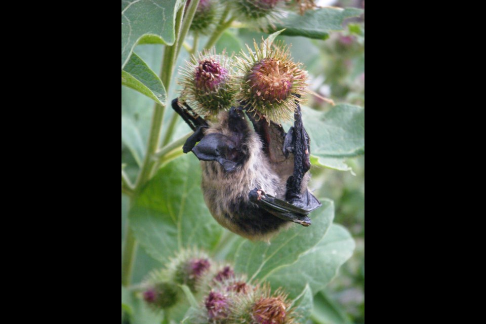 Long-eared Myotis in Burdock - Removing invasive plants such as burdock allows native plants to thrive and reduces hazards for bats. 