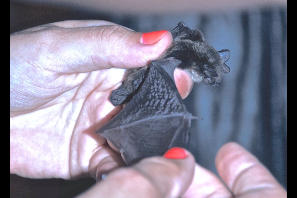 Bats should not be handled, but this one was discovered in the B.C. interior and was being handled by a researcher.