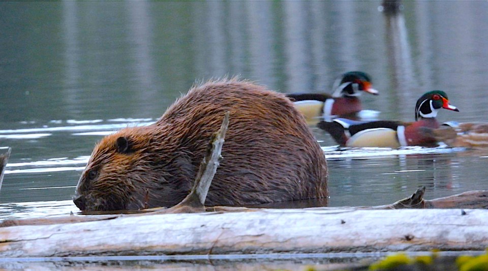 beaver-wood-duck