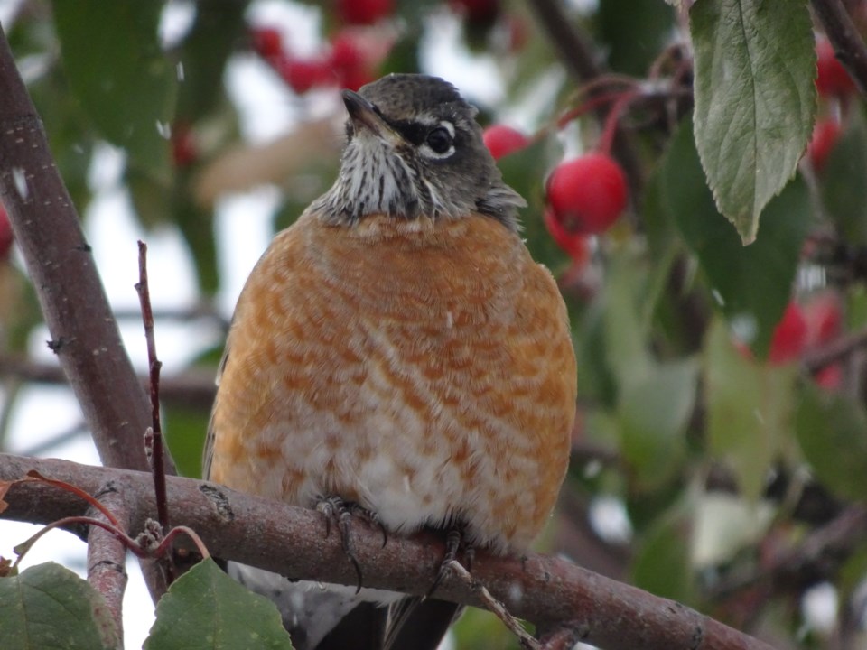 bird-listening