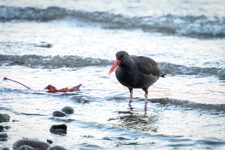 Black Oystercatchers 2  by Wendy Seale-Bakes