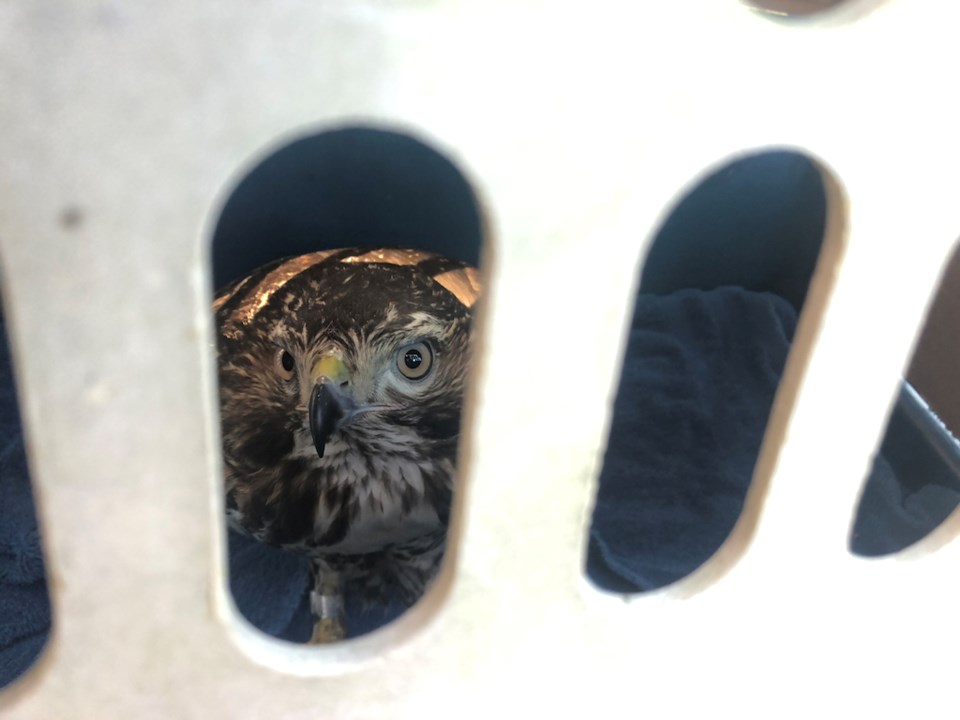 Blaze in a carrying cage, ready for release