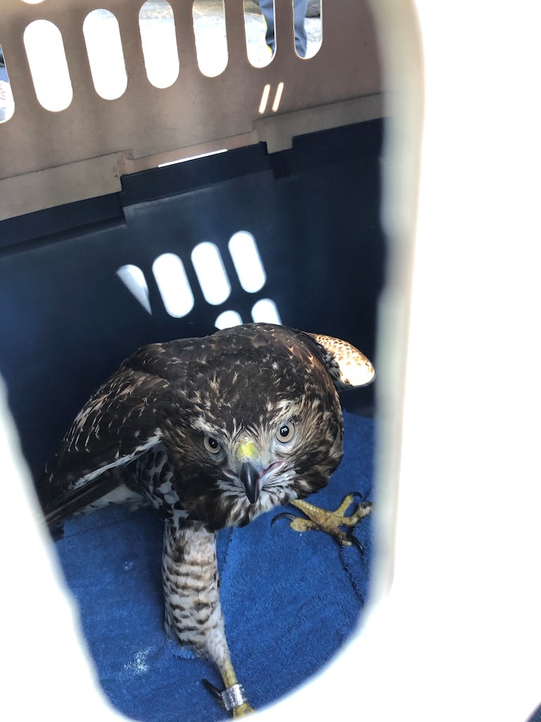 Blaze in in a carrying case ready for release