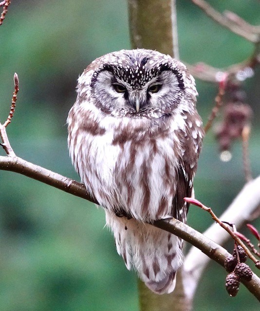 boreal owl photo b