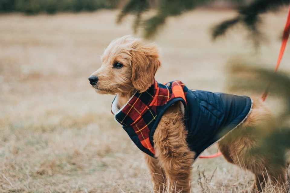 Dog in a vest and attached to leash