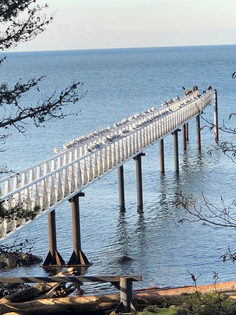 Dozens of seagulls lined up on dock railings at the Cape