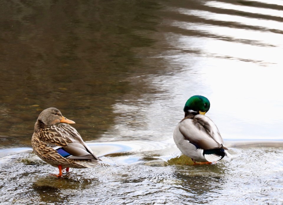 Ducks