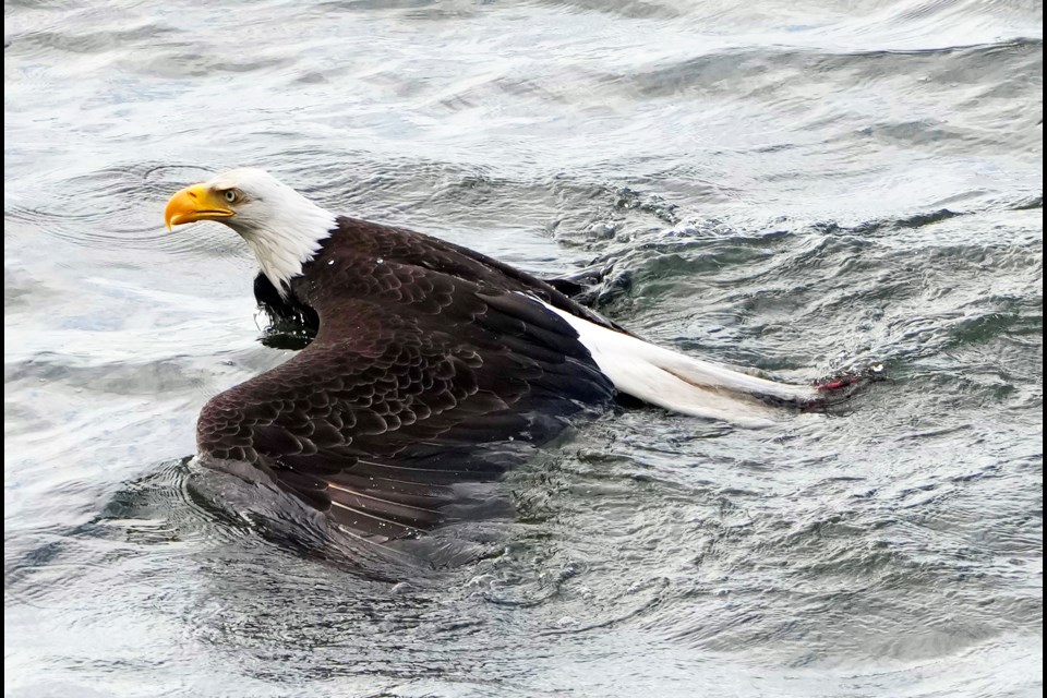 Eagle swoops out of sky and pounces on Scoter. Scoter is too big to lift out of water so Eagle swims more than 100 yards to shore.