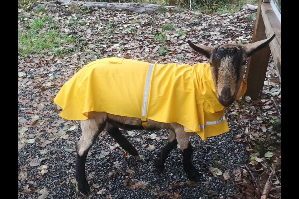 Kristina Calli and Adrian van Lidth de Jeude's Goats in raincoats on Bowen Island October 2021