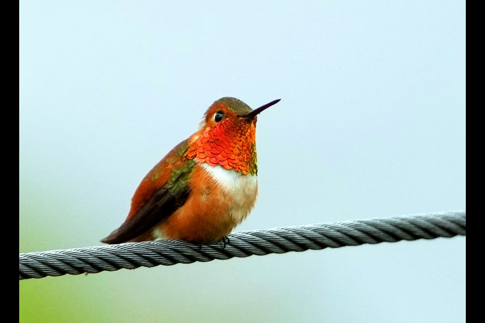 The Rufous Hummingbird at Fairweather. 