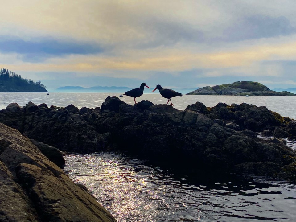 HiRes Black Oystercatchers 1 Raf Izdebski